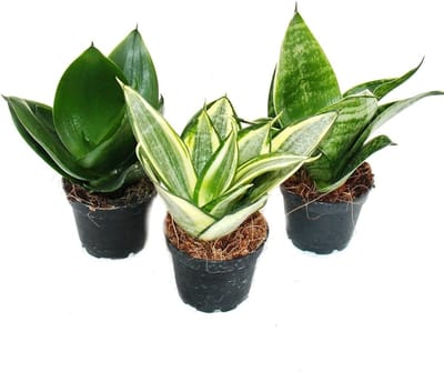 JUNAVERA Sansevieria trifasciata (Dracaena trifasciata) mix | verschillende kleuren | per stuk | 6 cm pot | 20 cm hoog