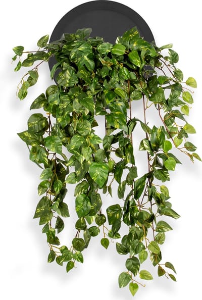 Kunstplant Scindapsus in Wally Ø30 cm zwart - HTT Decorations kunstplanten