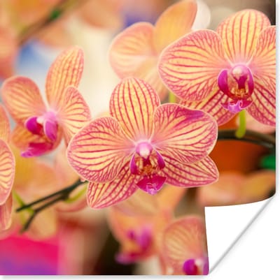 Poster Plant - Orchidee - Bloemen - Roze - Flora - 100x100 cm XXL