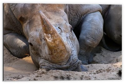 Dibond - Hoofd van Liggende Neushoorn  - 60x40cm Foto op Aluminium (Wanddecoratie van metaal)