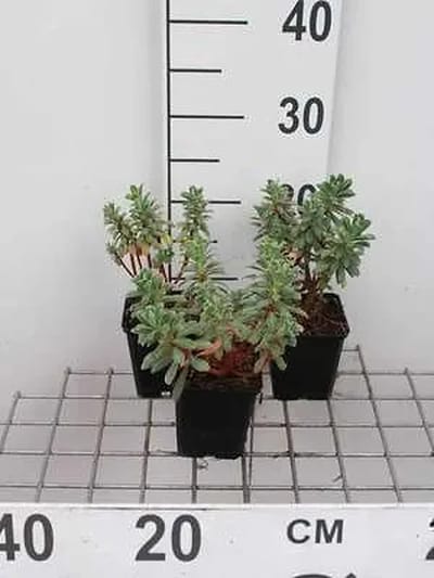 6x Wolfsmelk - Euphorbia char. 'Portugese Velvet' | 9x9 cm pot