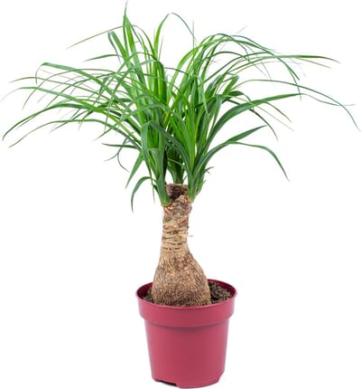 Bloomique - Beaucarnea Recurvata - Olifantspoot - Olifantenpoot - Kamerplanten - Luchtzuiverend - Diervriendelijk - Gemakkelijk in onderhoud - Hoogte 30-40 cm - Pot 12 cm