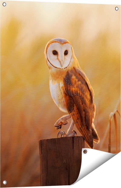 Gards Tuinposter Kerkuil op een Boomstronk - 60x80 cm - Tuindoek - Tuindecoratie - Wanddecoratie buiten - Tuinschilderij