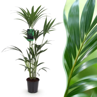 Plantenboetiek.nl | Howea Forsteriana - Kentia Palm - Weinig Onderhoud - Groen - Ø21cm - 120-130cm hoog - Kamerplant - Groenblijvend