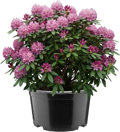 Garronda Ronde kunststof bloempot met drainagegaten voor tuin (Zwart, Ø34 x 19 cm (12L)) GD-KW-RL