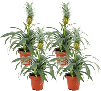 Ananasplant Mi Amigo - Sierananas Kamerplant - Lucht Zuiveren - Tropische Sfeer - 35-40 cm - Groen