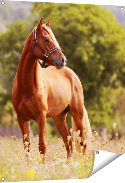 Gards Tuinposter Bruin Paard in de Wei - 80x100 cm - Tuindoek - Tuindecoratie - Wanddecoratie buiten - Tuinschilderij