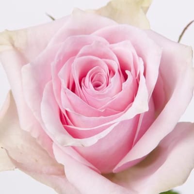 20x Rosa pink athena 50cm