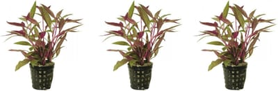 Levende aquariumplant althernanthera rosaefolia 5cm pot - per 3 stuks