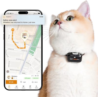 GPS-tracker voor katten - realtime tracking, activiteitsbewaking en locatiegeschiedenis