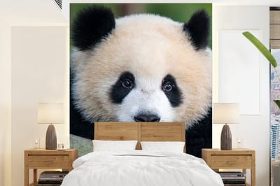 Behang - Fotobehang Panda - Wilde dieren - Portret - Steen - Breedte 165 cm x hoogte 220 cm