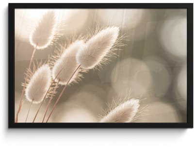 Poster in lijst - Fotolijst 60x40 cm - Posters - Hazestaartgras - Wit - Zonlicht - Posterlijst zwart - Decoratie - Wanddecoratie woonkamer - Muurdecoratie slaapkamer