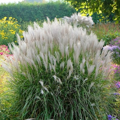 6x Miscanthus sinensis 'Vanilla Sky' Pot 9x9cm - Siergras voor tuin en border