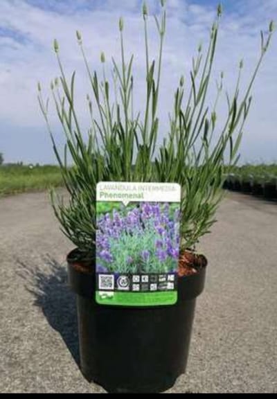 Lavandula int. 'Phenomenal'® (niko) - Lavendel In pot 2 liter