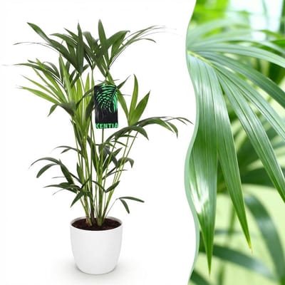 Plantenboetiek.nl | Howea Forsteriana - Kentia Palm - Weinig Onderhoud - Groen - met Potter Wit - Ø19cm - 80-85cm hoog - Kamerplant - Arrangement - Plant met pot