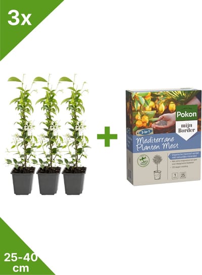 GARDENZO - Toscaanse Jasmijn (Trachelospermum) in P9 - 35-40 cm set van 3 - + 1 Kg Pokon Mediterrane Planten Mest