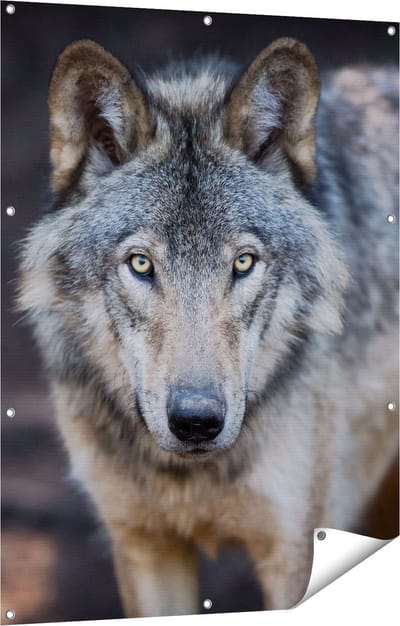 Gards Tuinposter Wolvenkop - Grijze Wolf - 90x120 cm - Tuindoek - Tuindecoratie - Wanddecoratie buiten - Tuinschilderij