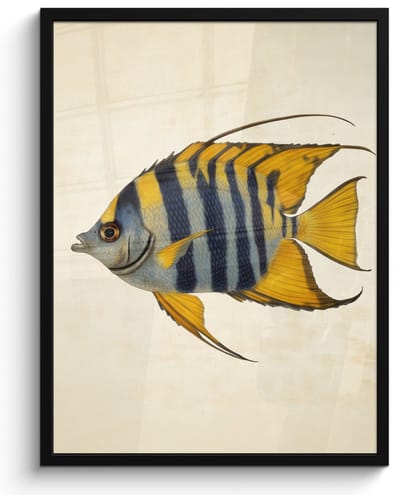 Poster in lijst - Fotolijst 60x80 cm - Posters - Vis - Sierlijk - Vinnen - Illustratie - Posterlijst zwart - Decoratie - Wanddecoratie woonkamer - Muurdecoratie slaapkamer