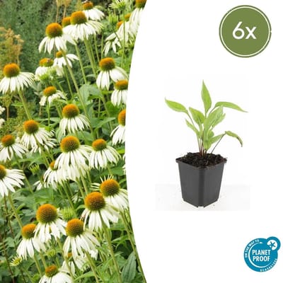 Tuinplantenshop.com | Echinacea p. 'White Swan' | 6 stuks - Ø9cm - 10-25cm hoog - Tuinplant