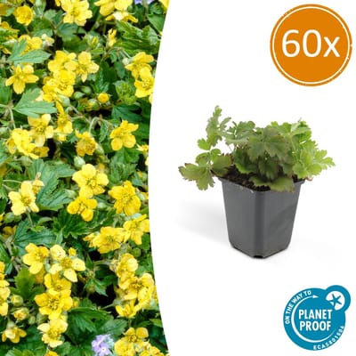 Tuinplantenshop.com | Waldsteinia ternata | 60 stuks - Ø9cm - 10-25cm hoog - Tuinplant
