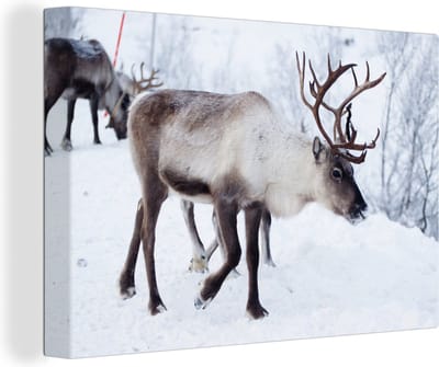 Canvas Schilderij Een kerstfoto van rendieren langs de wegen van het Finse Kilpisjarvi - 60x40 cm - Wanddecoratie