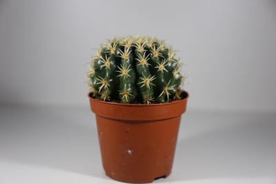 Cactus Kamerplant - Goudbolcactus Ø 8,5 cm Pot - Hoogte 15 cm - Schoonmoedersstoel Plant Cadeau