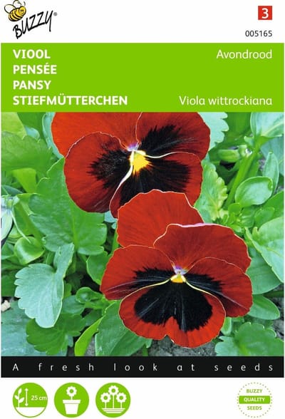 2 stuks Viola, Viool Avondrood