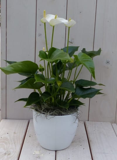 Flamingoplant Anthurium wit in witte pot 40 cm