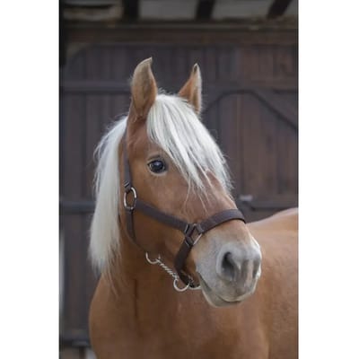 NORTON PRO TREKPAARDHALSTER NYLON Bruin