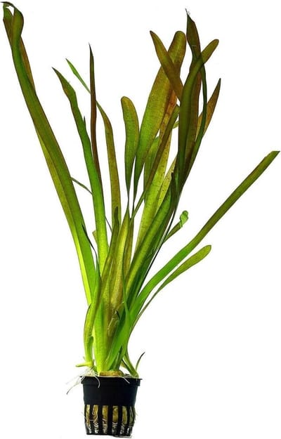 Vallisneria Giganthea - Aquariumplanten - Aquarium decoratie - Aquascape