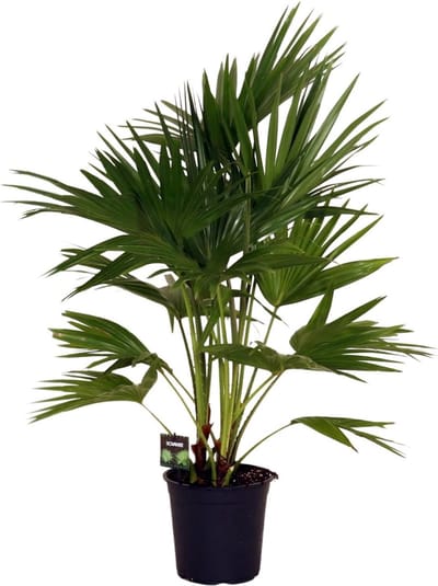 Plantenboetiek.nl | Livistona Chinensis - Ø24cm - 90-100cm hoog - Kamerplant - Groenblijvend