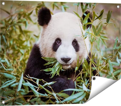 Gards Tuinposter Panda Eet Planten - 80x60 cm - Tuindoek - Tuindecoratie - Wanddecoratie buiten - Tuinschilderij