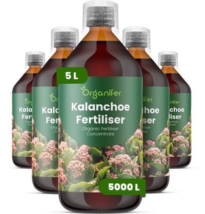 Vloeibare Meststof Voor Kalanchoe 5X1 L Voor 5000 L - Npk 2-1-8 - Compacte Groei - Langdurige Bloei - Sterke Stelen - Wortelvitaliteit - Bladstevigheid - Kleurintensiteit - Bloemkwaliteit - Vetplanten - Organifer