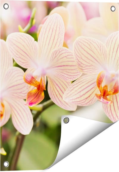 Gards Tuinposter Gestreepte Witte Orchidee Bloemen - 40x50 cm - Tuindoek - Tuindecoratie - Wanddecoratie buiten - Tuinschilderij