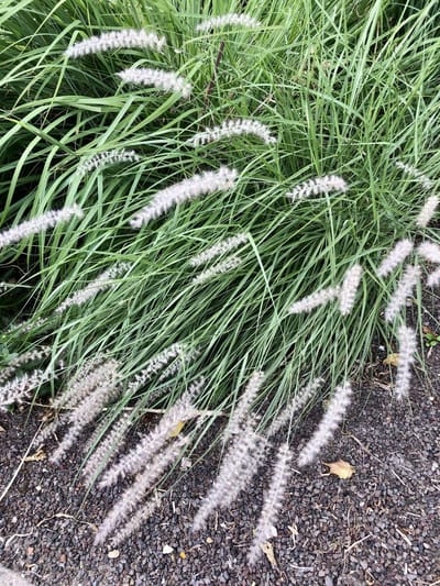 6x Lampenpoetsergras, Borstelveergras - Pennisetum orientale