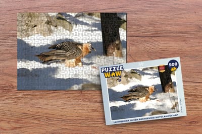 Puzzel Lammergier in een besneeuwd rotslandschap - Legpuzzel - Puzzel 500 stukjes