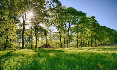 Fotobehang zonsopgang over korenveld langs bosrand 350 x 260 cm - € 235,--