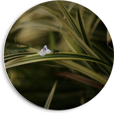 Forex Wandcirkel - Mier op Plantje - 40x40cm Foto op Wandcirkel (met ophangsysteem)