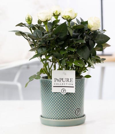 Plantenboetiek.nl | Rosa white - Potrozen wit - in P&Pure Lauren pot - Ø12cm - 25-35cm hoog
