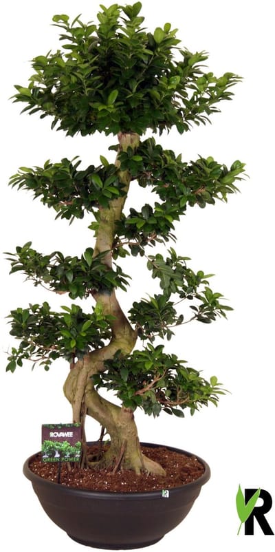 Ficus Microcarpa S-type in kunststof sierpot 160 cm – Kamerplant – Vers Van De Kweker – Potmaat Ø45 cm