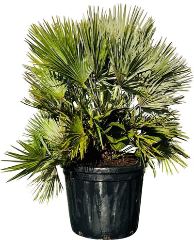 Palmboom - Chamaerops Humilis Vulcano - Europese Dwergpalm - Winterhard - Pot ⌀ 40cm - Hoogte  120-140cm