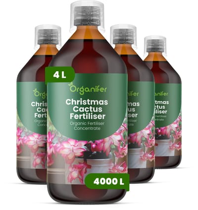 Vloeibare Meststof Voor Kerstcactus 4X1 L Voor 4000 L - Npk 2-1-8 - Knopvorming - Rijke Winterbloei - Sterk Wortelstelsel - Stevige Gesegmenteerde Stengels - Kleu - Vitaliteit - Langdurige Bloei - Gelijkmatige Groei - Organifer