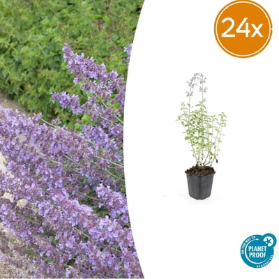 Tuinplantenshop.com | Nepeta 'Walker's Low' | 24 stuks - Ø9cm - 10-25cm hoog - Tuinplant