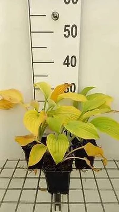 6x Hartlelie - Hosta hybr. 'August Moon' | 9x9 cm pot