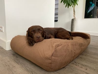 Dog's Companion - Hondenkussen / Hondenbed café latte meubelstof - S - 70x50cm