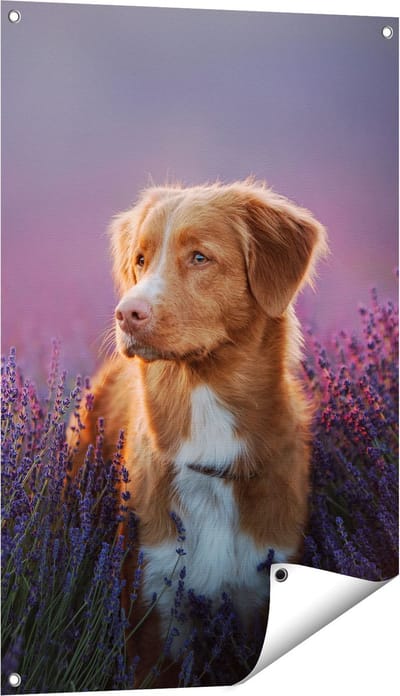 Gards Tuinposter Retriever Hond tussen de Lavendel Bloemen - 60x90 cm - Tuindoek - Tuindecoratie - Wanddecoratie buiten - Tuinschilderij