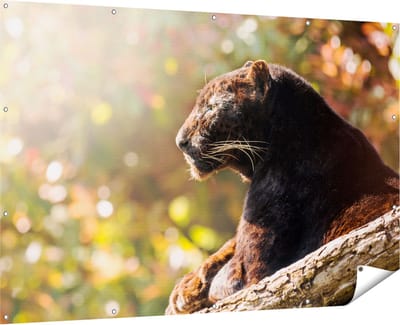 Gards Tuinposter Zwarte Panter vanaf de Zijkant - 180x120 cm - Tuindoek - Tuindecoratie - Wanddecoratie buiten - Tuinschilderij
