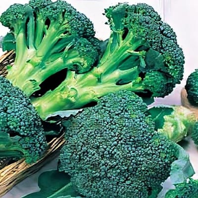 Broccoli zaden - Calabrese