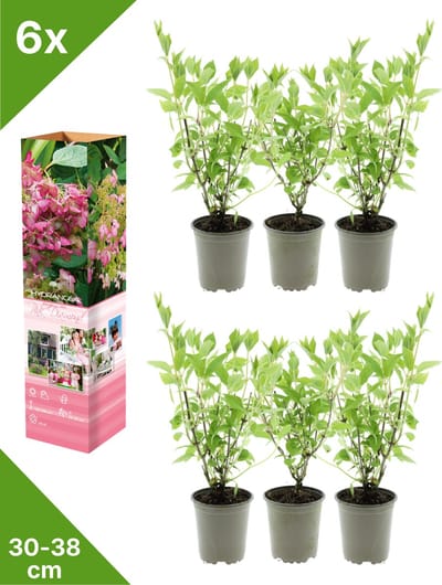 GARDENZO - 6x Hydrangea pan. 'Pink Diamond' (Pluimhortensia) - in P9 Pot