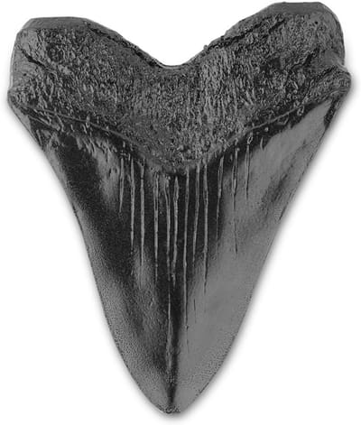 Tand Replica - Haai Tand - Decoratie Onderwijs - Hars Materiaal - 5.5 Inch - Zwart